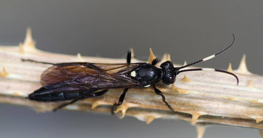 Ichneumonidae Ichneumoninae, femmine: gen. indet. e Lymantrichneumon disparis