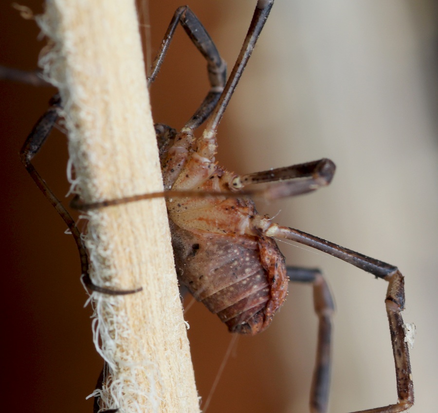 Odiellus coronatus (Phalangiidae)