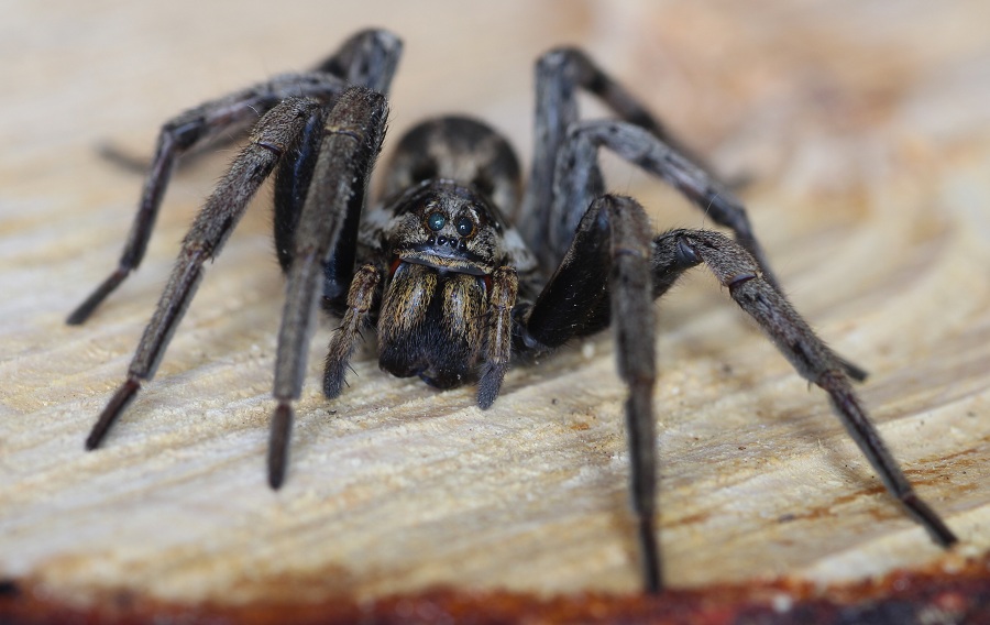 Hogna radiata, da vicino  -  Foresta Umbra Gargano (FG)