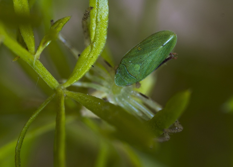 Thomisidae:  Diaea cfr. livens - Manfredonia (FG)