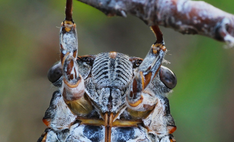 Cicadidae:  Cicada orni e Cicadatra atra (cfr.)