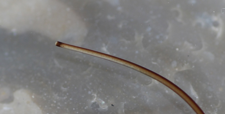 Nematomorpha: Gordius sp. (Gordiidae)