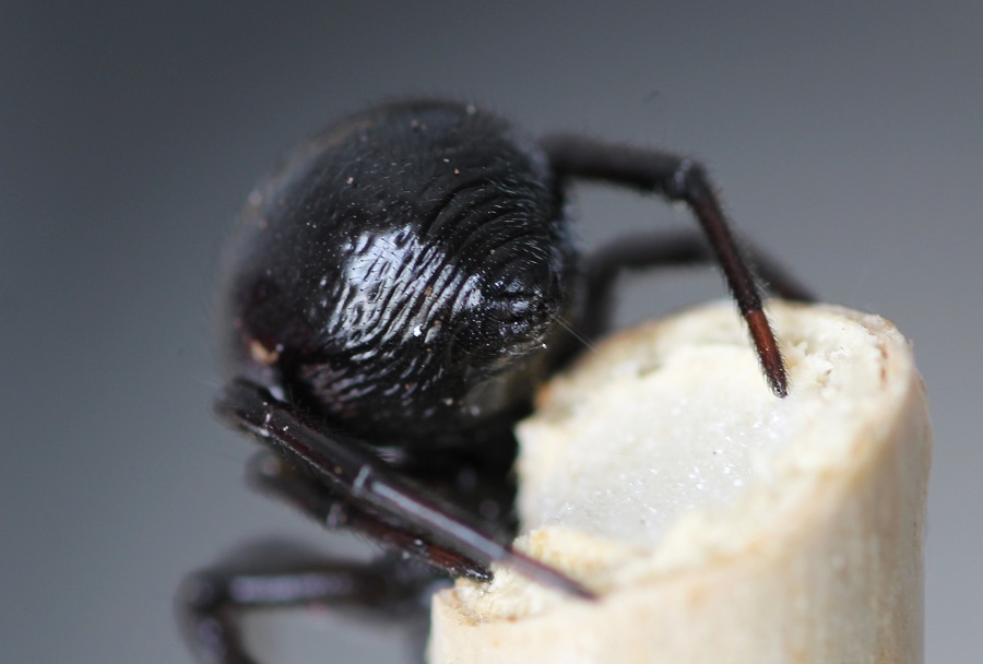 Steatoda paykulliana? S !   -   Monte Castellana S. G. Rotondo Gargano (FG)