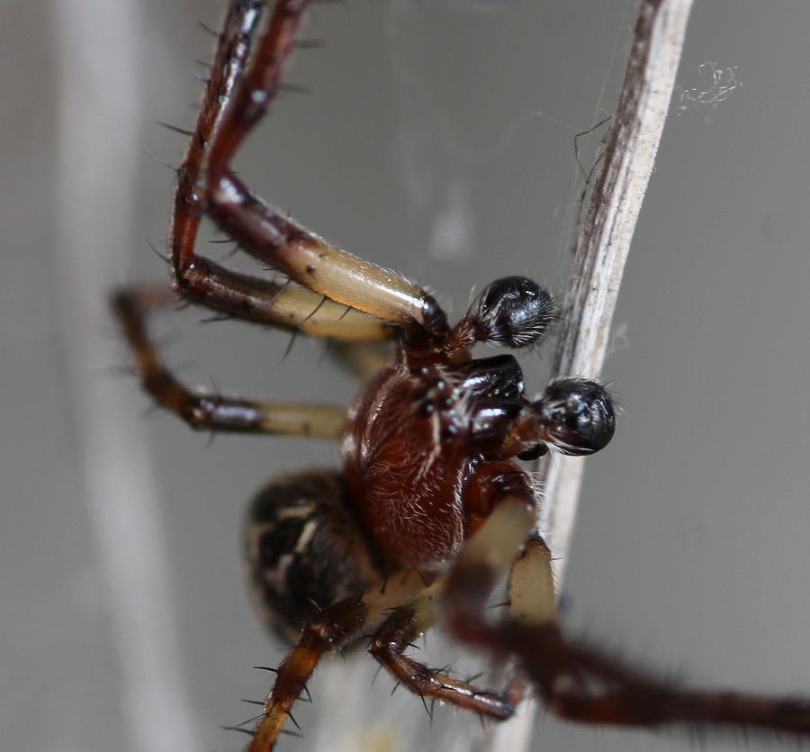Larinioides cornutus ♂ - Gargano (FG)