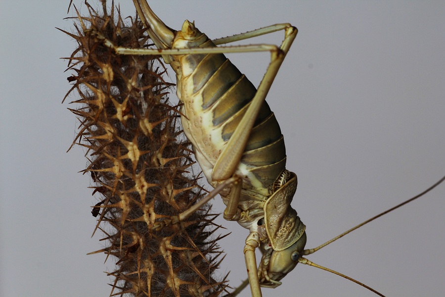 Bradyporidae:  Ephippiger apulus apulus, femmina