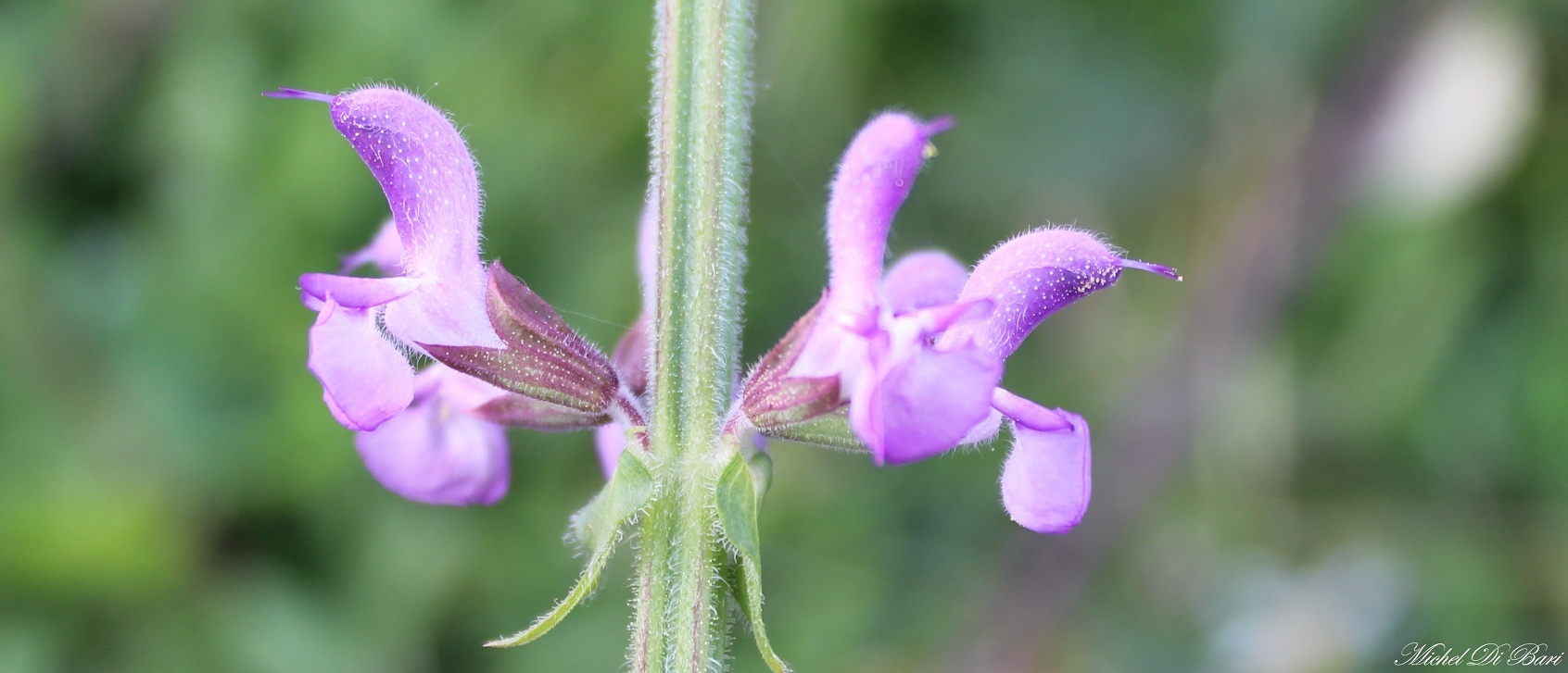 Salvia haematodes