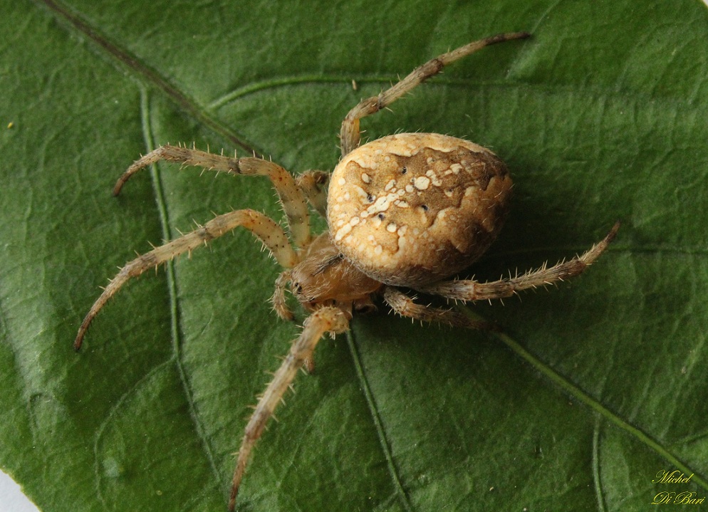 Araneus diadematus - Monte Sacro, Gargano (FG)