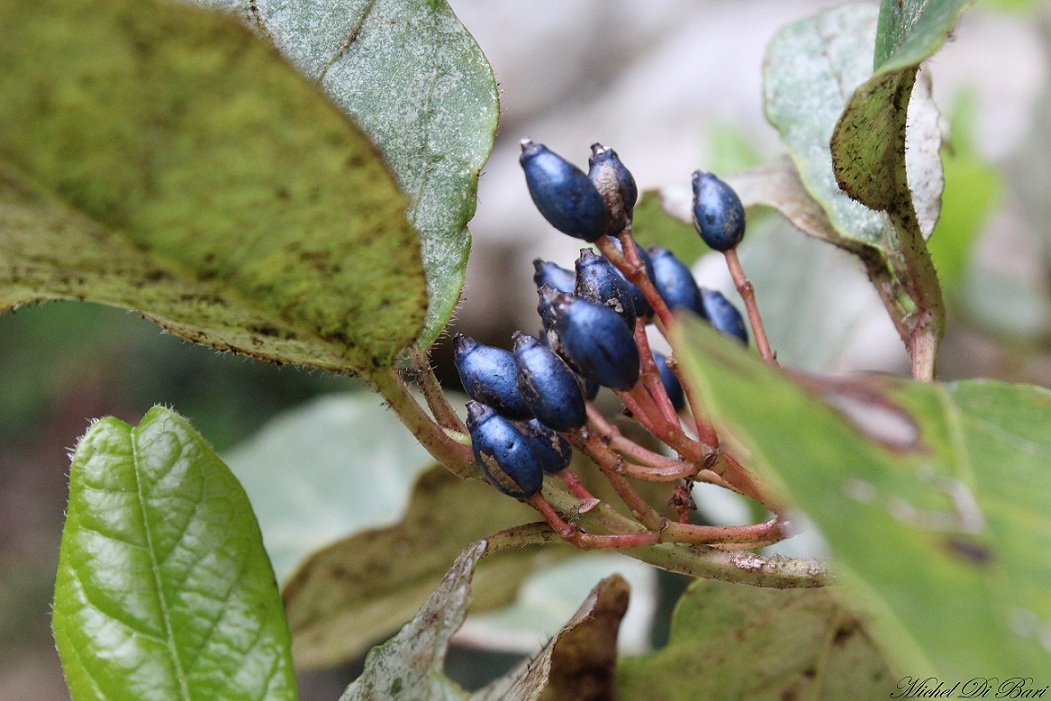 Viburnum tinus
