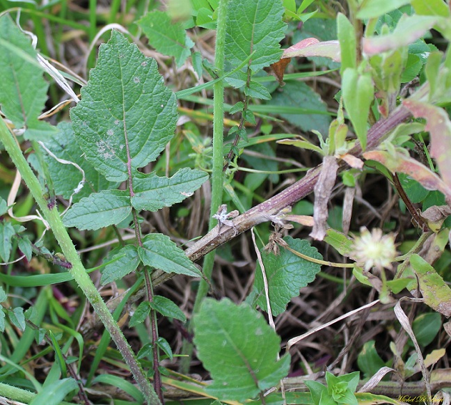 Raphanus raphanistrum