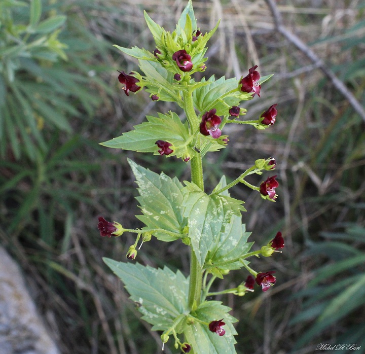 Scrophularia peregrina / Scrofularia annuale