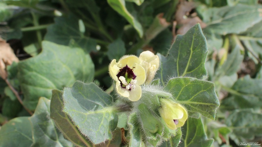 Hyoscyamus albus
