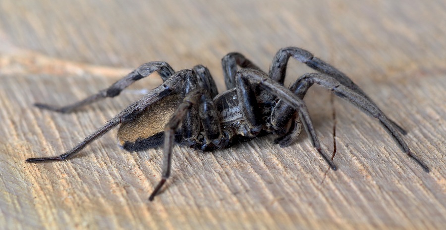 Hogna radiata, da vicino  -  Foresta Umbra Gargano (FG)
