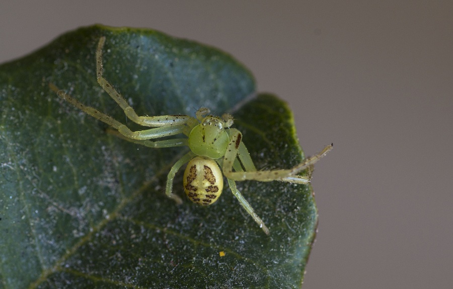 Thomisidae:  Diaea cfr. livens - Manfredonia (FG)