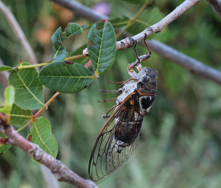 Cicadidae:  Cicada orni e Cicadatra atra (cfr.)