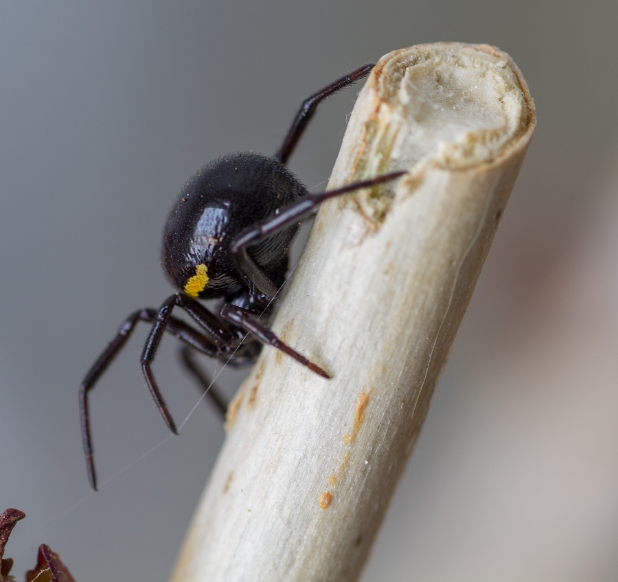 Steatoda paykulliana? S !   -   Monte Castellana S. G. Rotondo Gargano (FG)