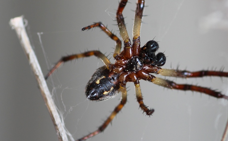 Larinioides cornutus ♂ - Gargano (FG)