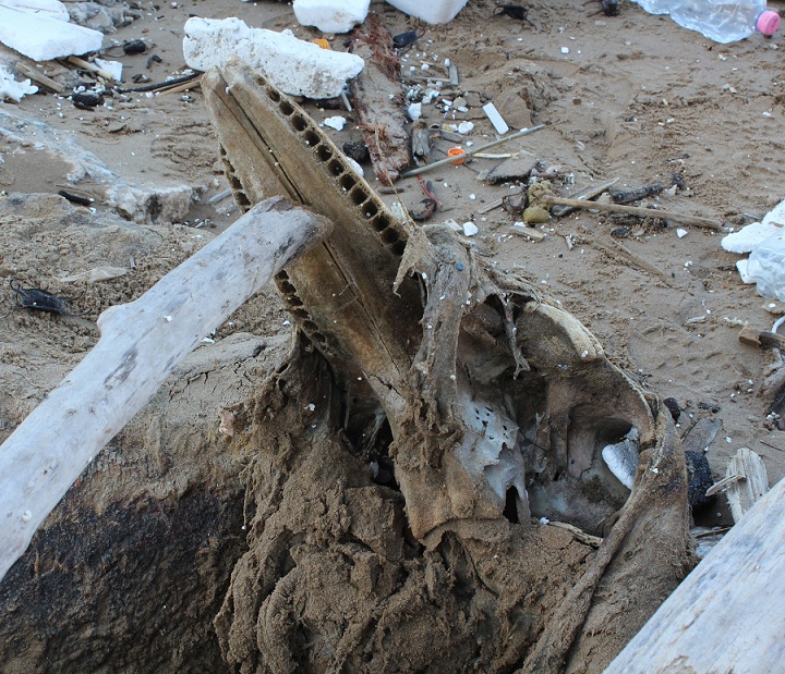 Resti di cetaceo