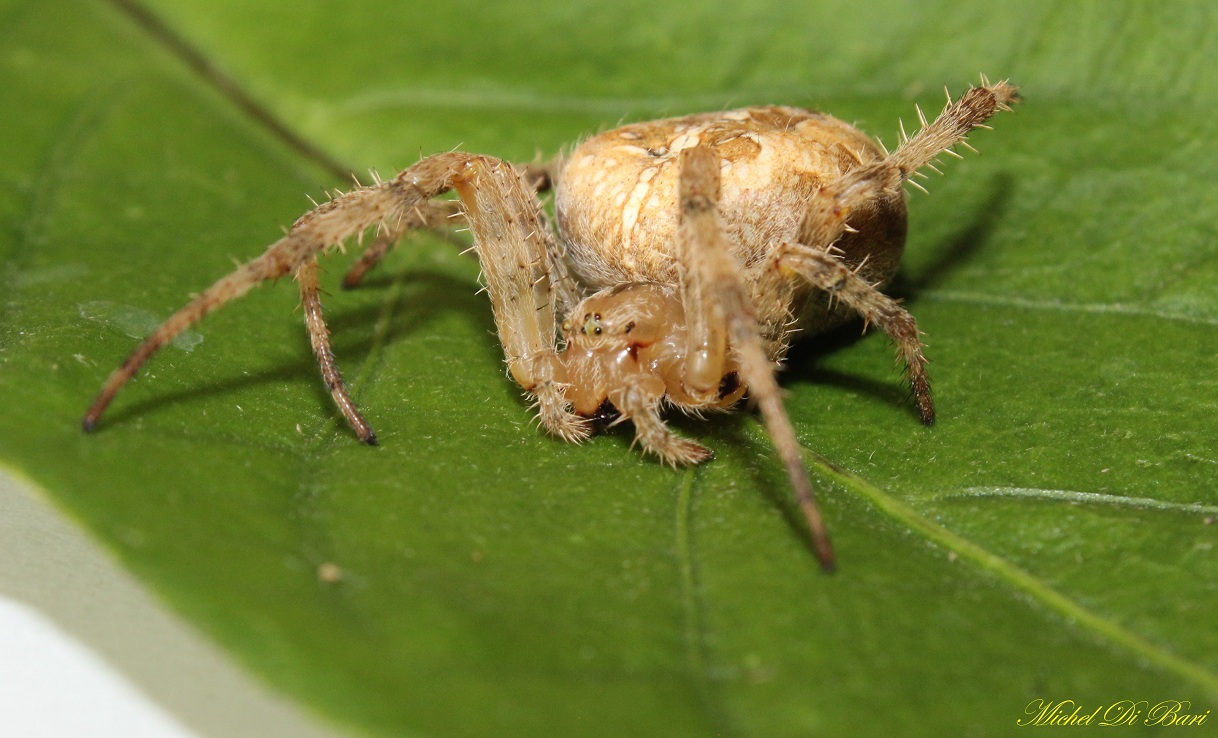 Araneus diadematus - Monte Sacro, Gargano (FG)