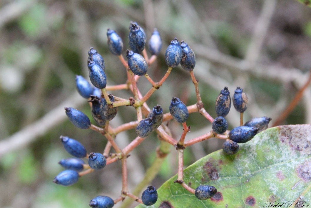 Viburnum tinus