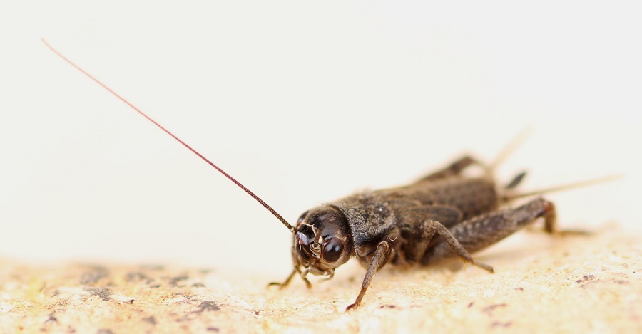 Gryllidae: Eumodicogryllus bordigalensis