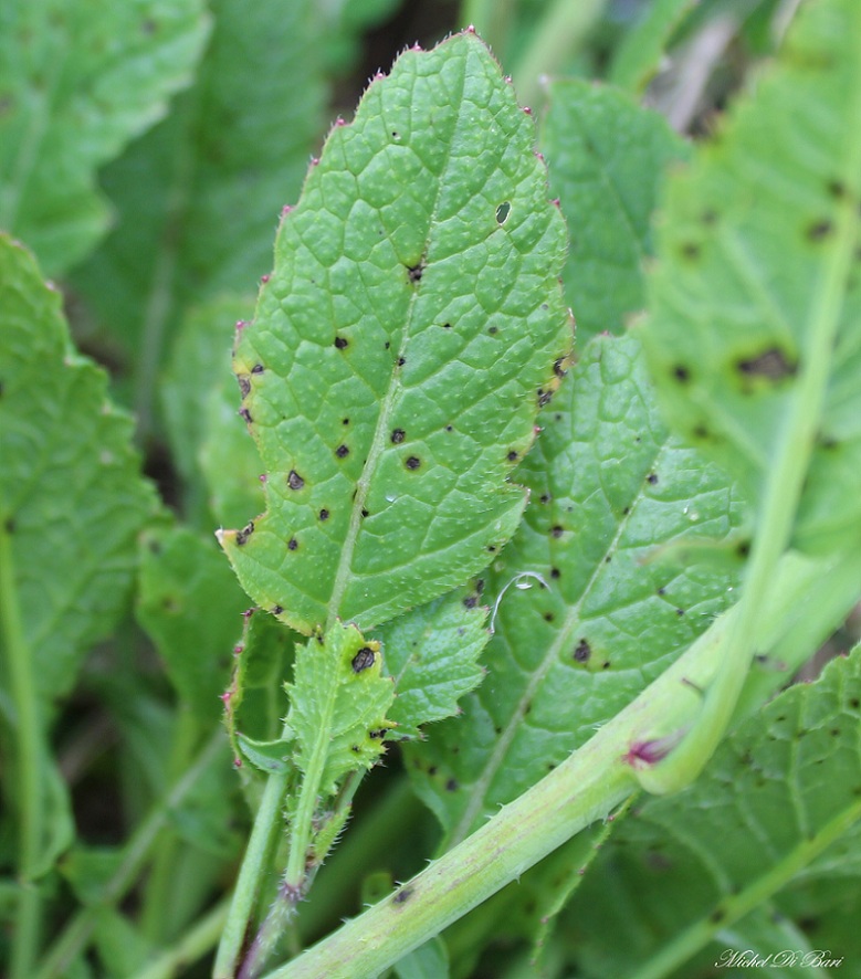 Raphanus raphanistrum