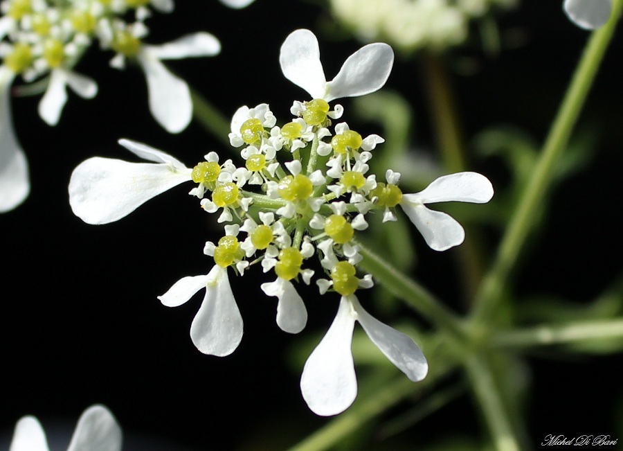 Tordylium apulum / Ombrellini pugliesi