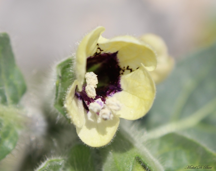 Hyoscyamus albus