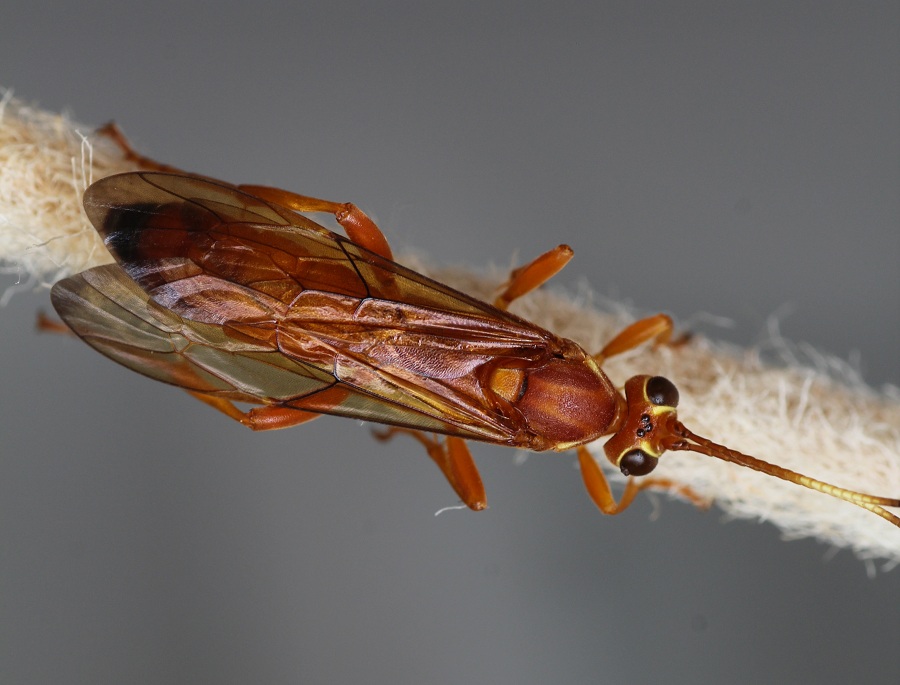 Ichneumonidae Ichneumoninae, femmine: gen. indet. e Lymantrichneumon disparis