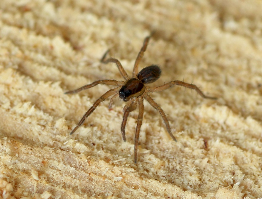 Hogna radiata, da vicino  -  Foresta Umbra Gargano (FG)