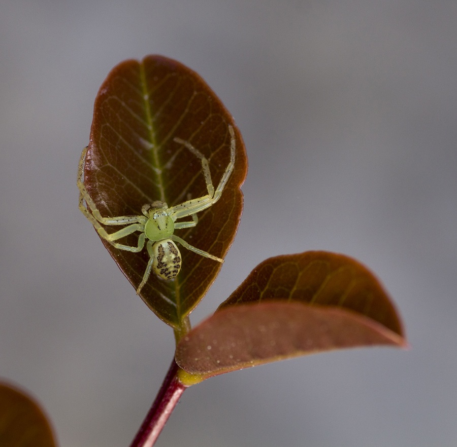 Thomisidae:  Diaea cfr. livens - Manfredonia (FG)