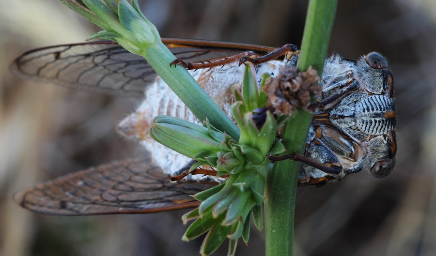 Cicadidae:  Cicada orni e Cicadatra atra (cfr.)