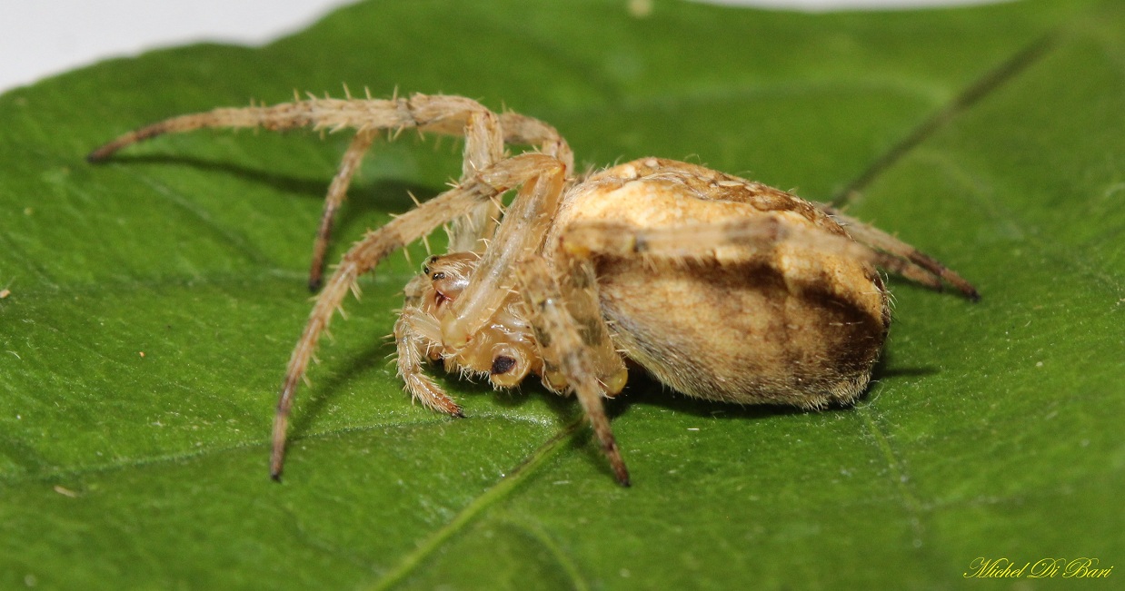 Araneus diadematus - Monte Sacro, Gargano (FG)