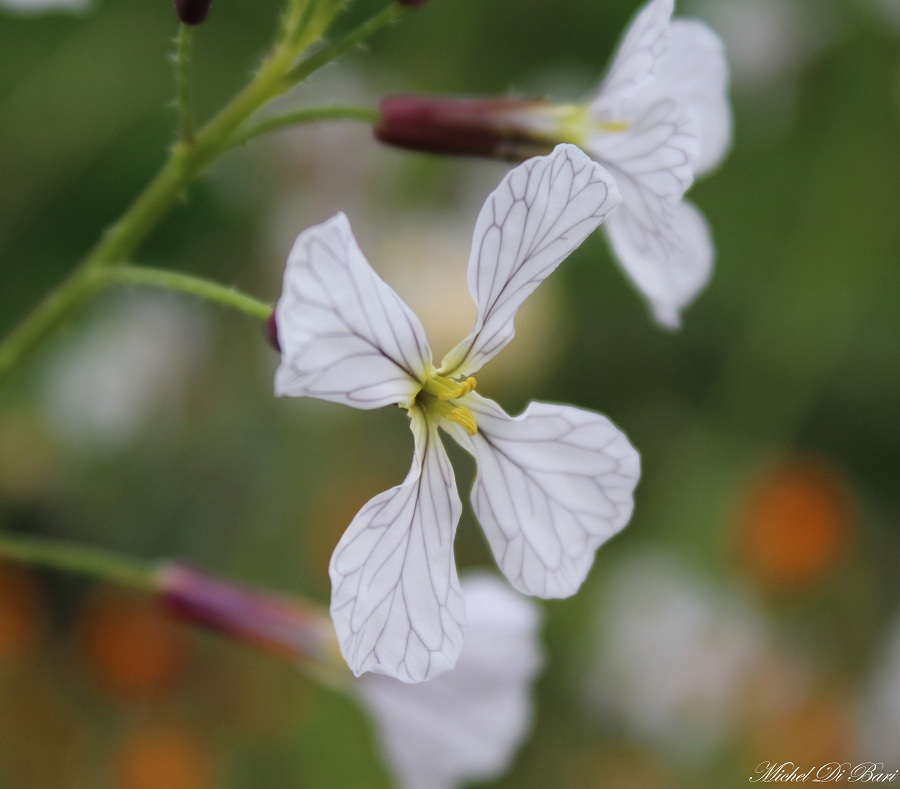Raphanus raphanistrum