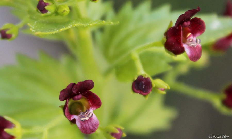 Scrophularia peregrina / Scrofularia annuale