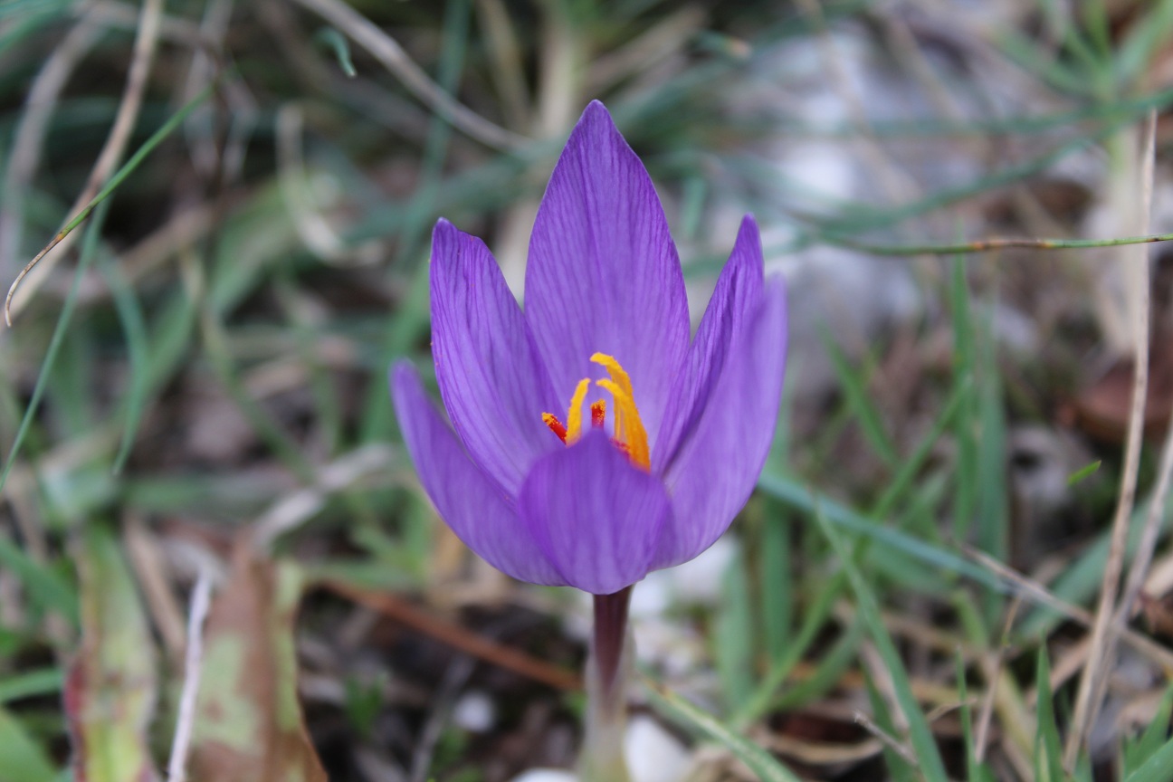 Crocus thomasii / Zafferano di Thomas