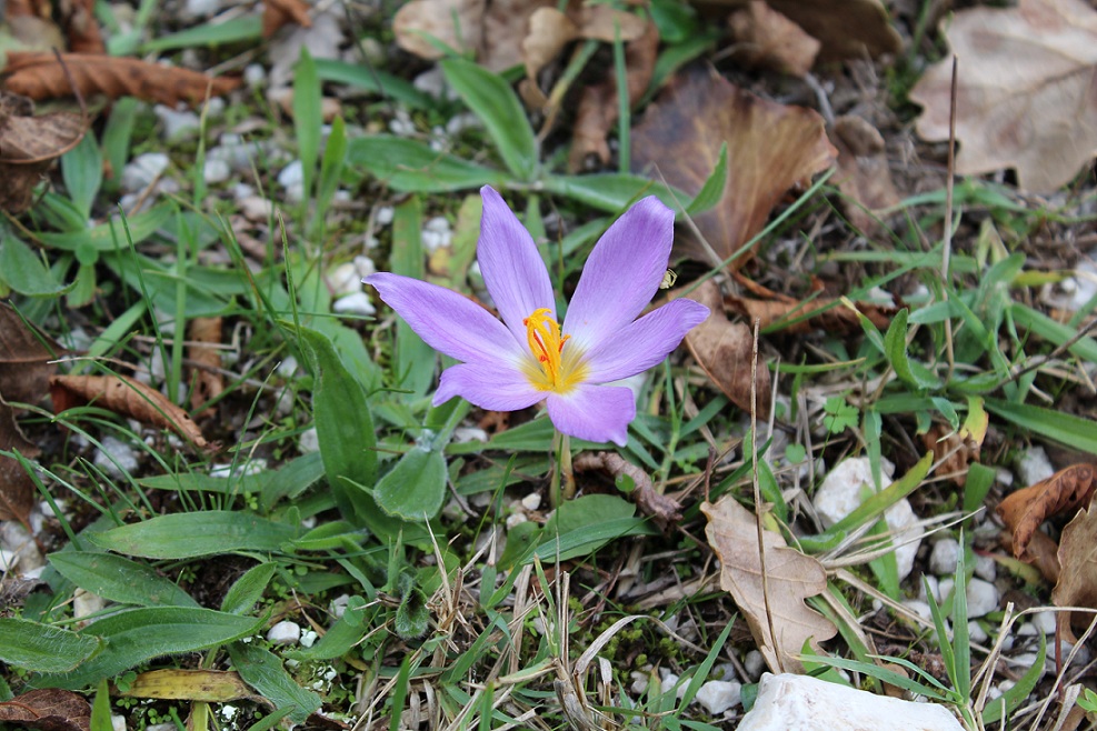 Crocus thomasii / Zafferano di Thomas