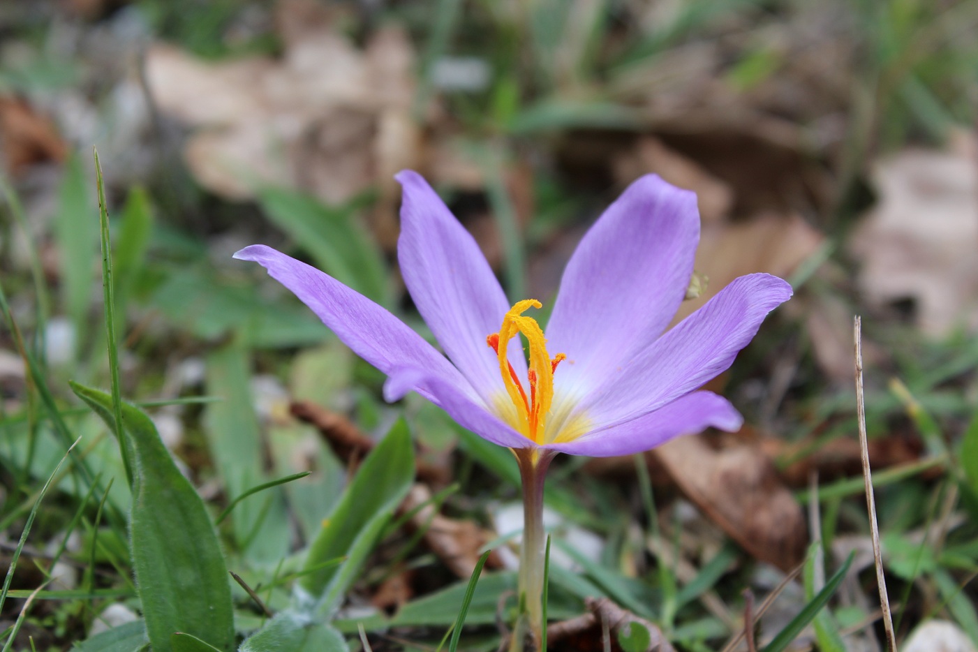 Crocus thomasii / Zafferano di Thomas
