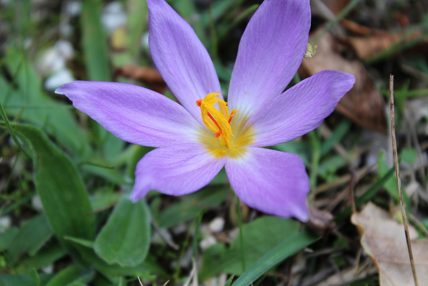 Crocus thomasii / Zafferano di Thomas