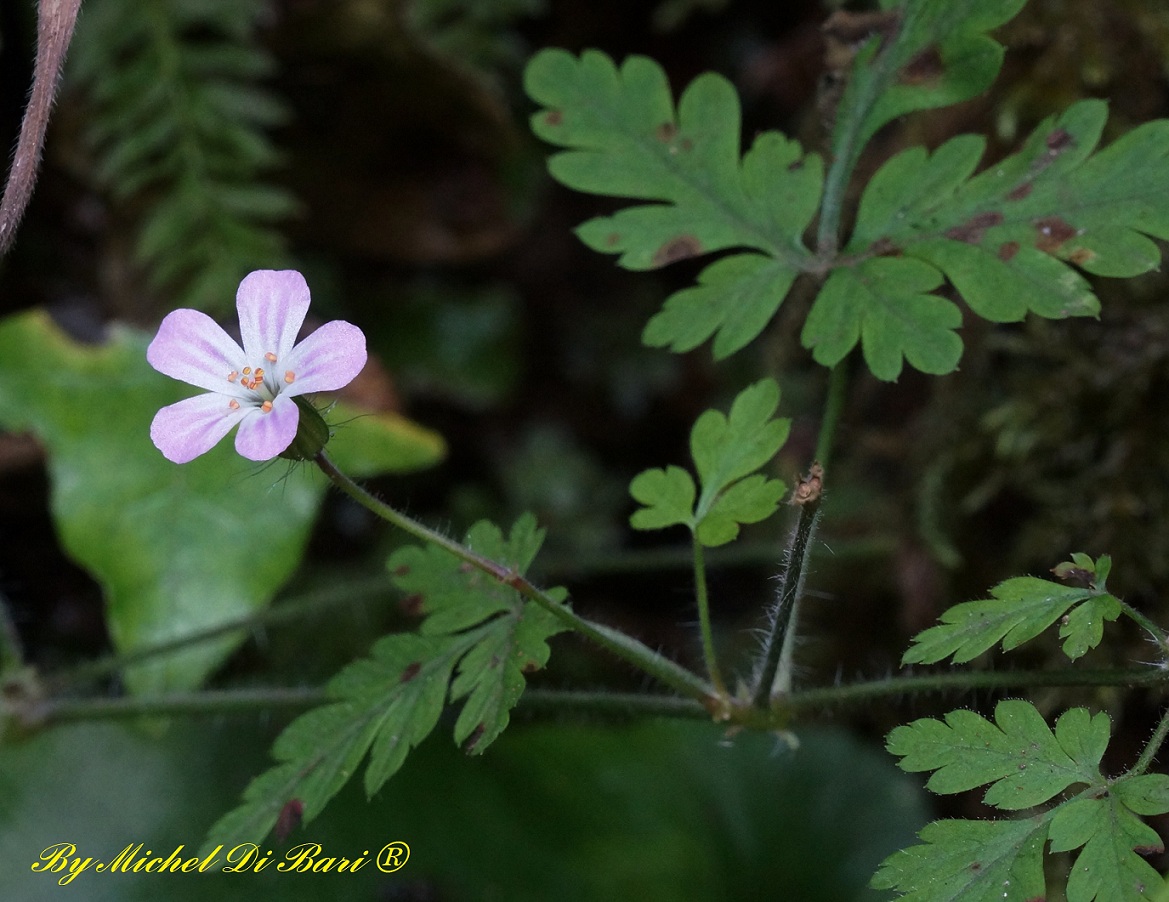 Geranium robertianum