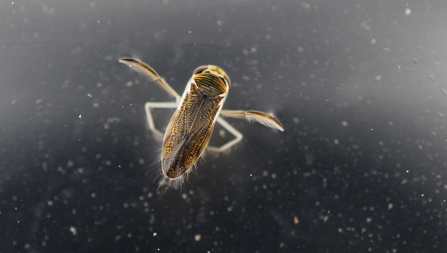 Corixidae: Sigara lateralis