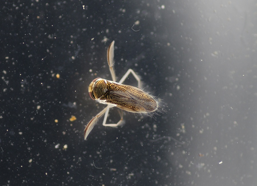 Corixidae: Sigara lateralis