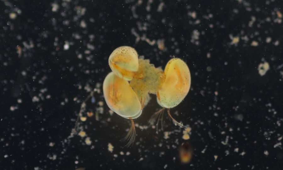 Eucypris sp. Ostracoda