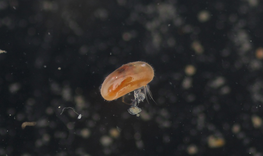 Eucypris sp. Ostracoda