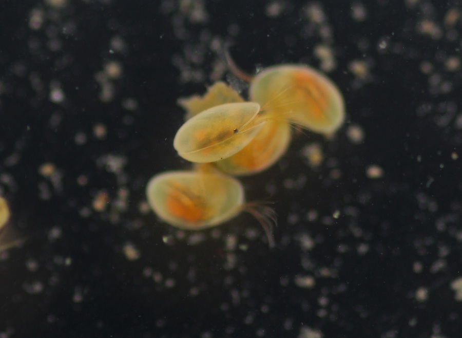 Eucypris sp. Ostracoda