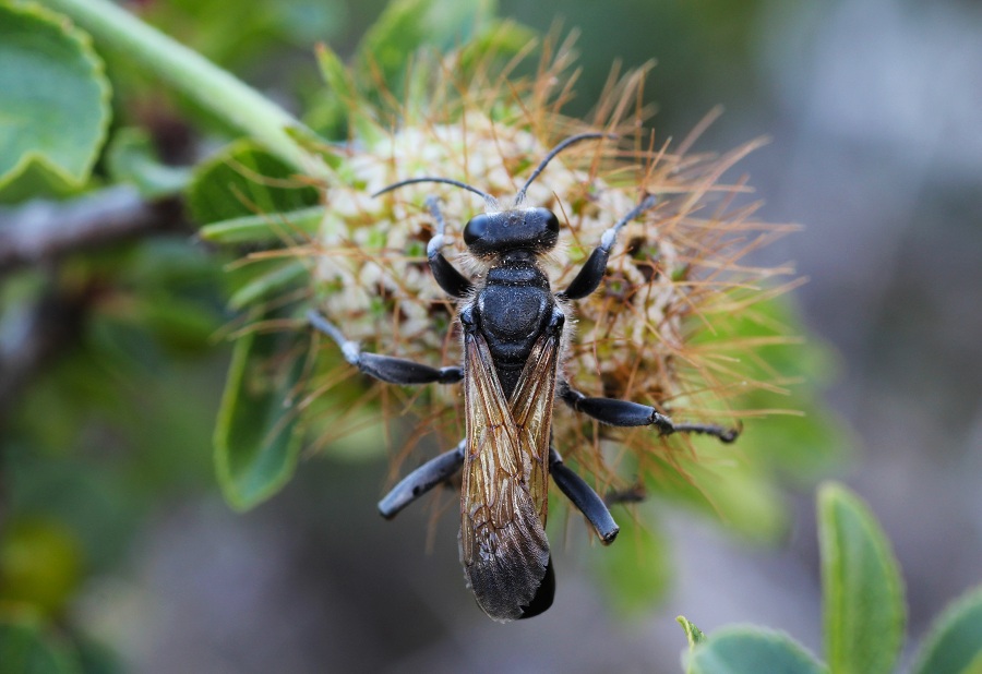 Sphecidae:  Palmodes cfr. occitanicus, maschio