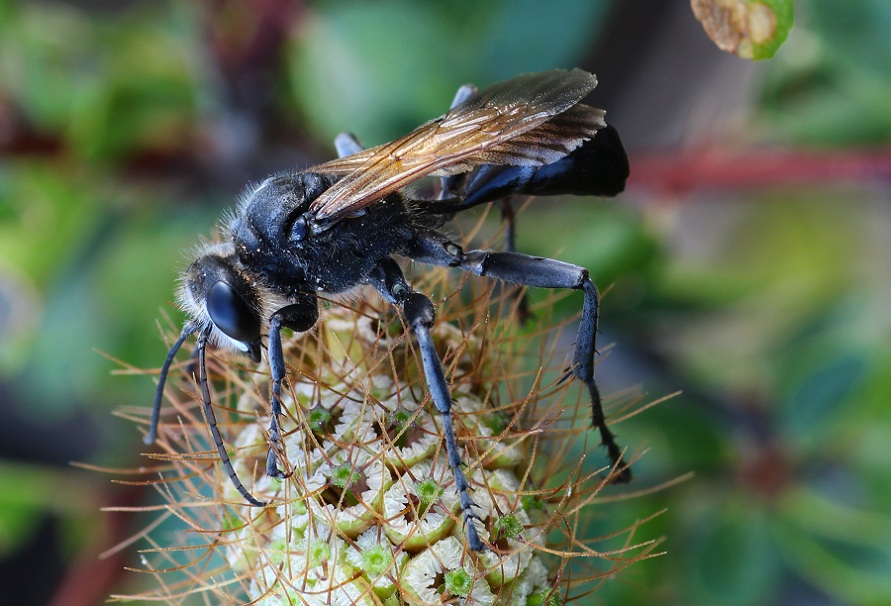 Sphecidae:  Palmodes cfr. occitanicus, maschio