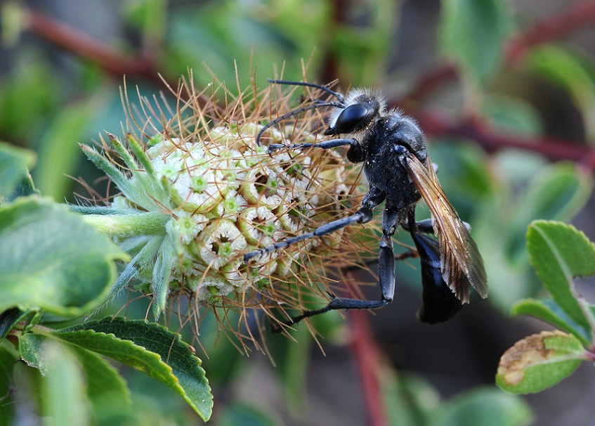 Sphecidae:  Palmodes cfr. occitanicus, maschio
