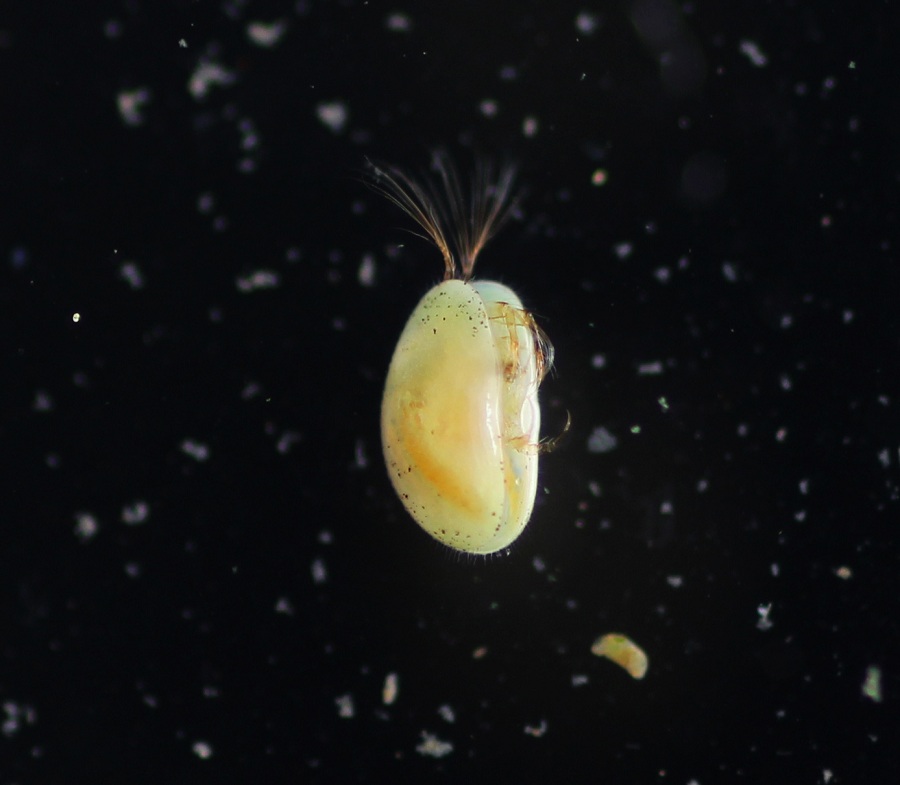 Eucypris sp. Ostracoda