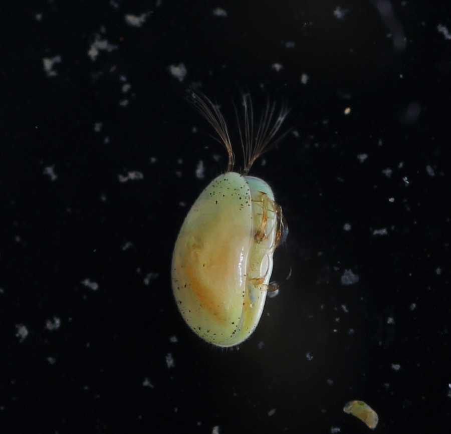 Eucypris sp. Ostracoda