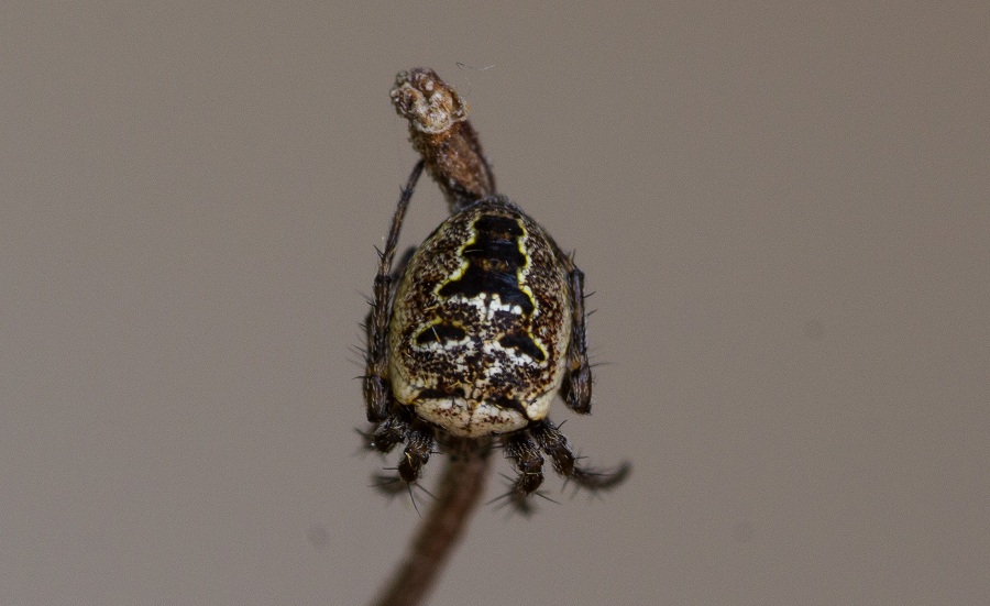 Araneidae: Zilla diodia  - Monte S.Angelo Gargano (FG)